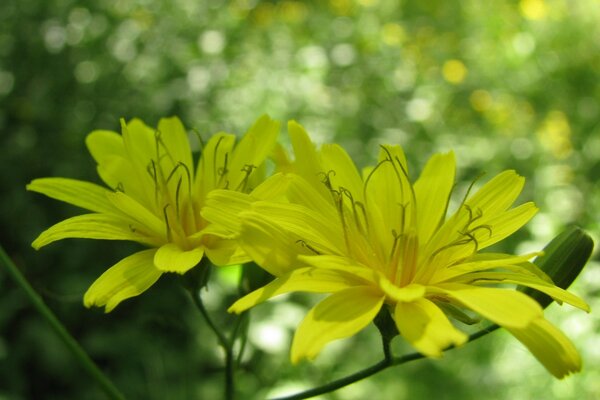 Flowers resembling daisies But different