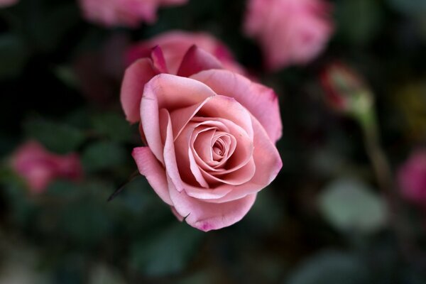 Rose mit zartrosa Blütenblättern