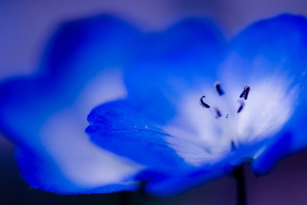 Flor azulada borrada close-up