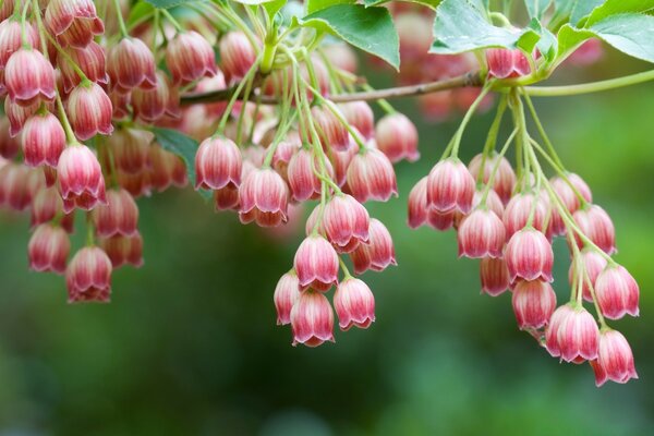 A scattering of small flowers on a branch