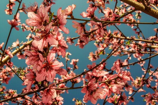 Photo de fleurs de cerisier rose