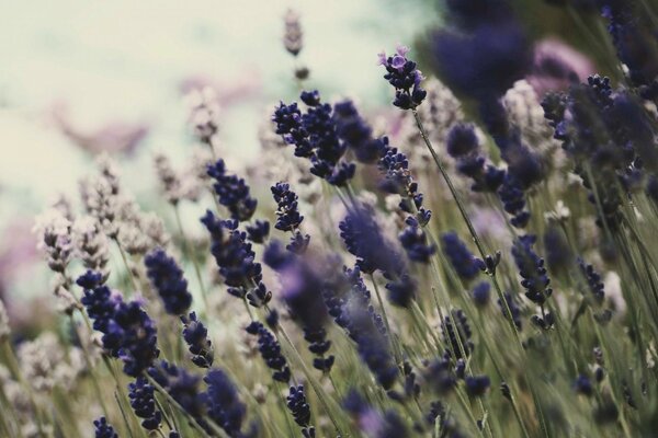 Bella foto del campo di lavanda