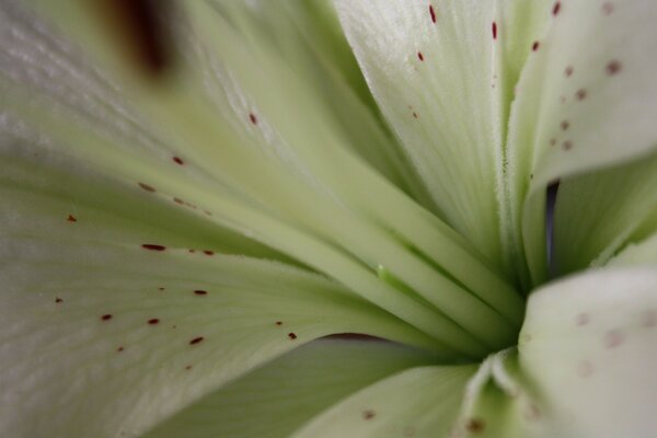 Primer plano de la flor blanca del verano