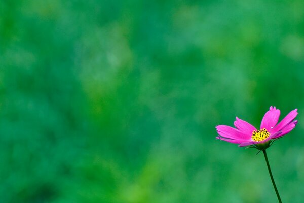 Rosa Blume. Bildschirmschoner für den Desktop