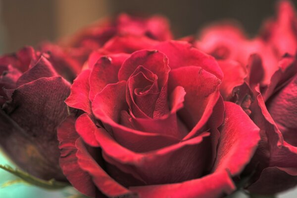 Flor de rosa para el amor o el romance