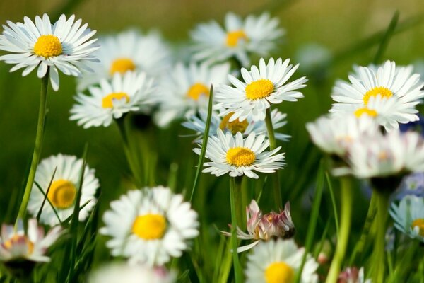 Weiße Gänseblümchen auf einer grünen Wiese