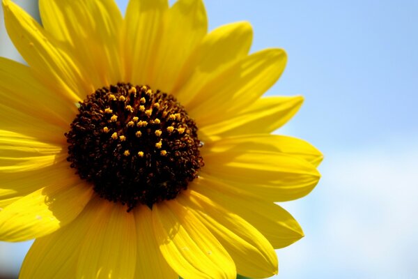 Güneşli bir günde sarı çiçeğin fotoğrafı