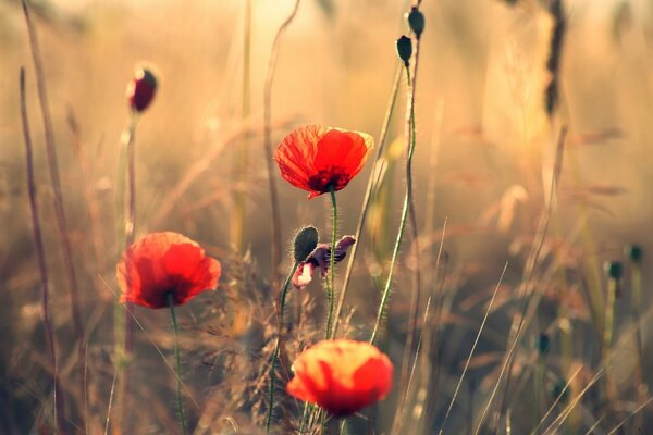 Foto de flores rojas en el fondo del campo