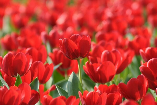 Muchos tulipanes rojos brillantes