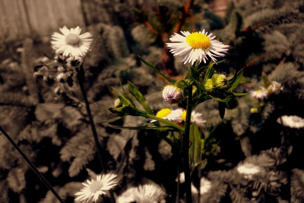 Sommerfoto von Blumen mit verschiedenen Schattierungen