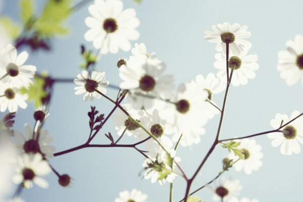 Flores blancas contra el cielo