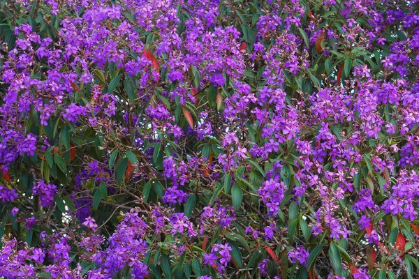 Purple flowers. Botany. Wild flowers