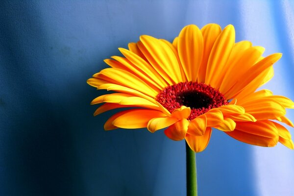 Mavi kumaş üzerinde parlak sarı çiçek