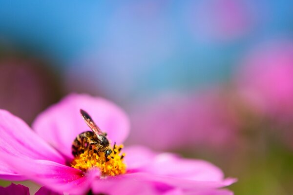 An insect pollinates a flower. Pink flower