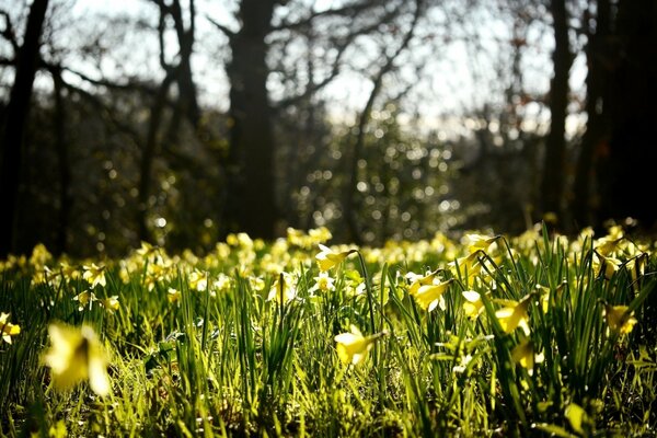 Flores campestres. Naturaleza de verano