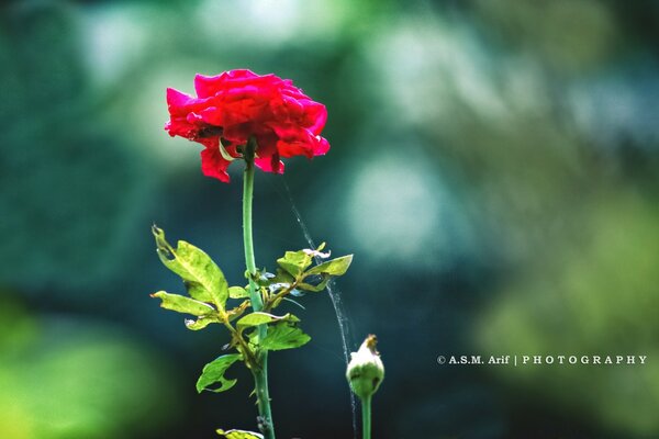 Belle feuille de fleur rouge