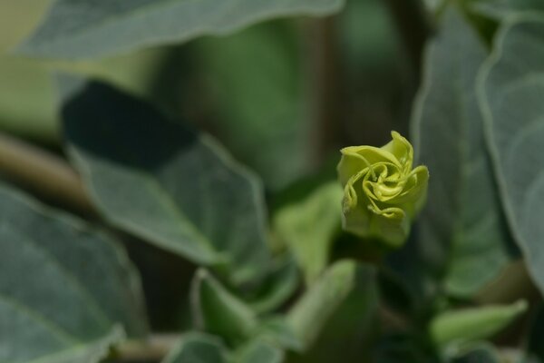 Green wild nature on the background