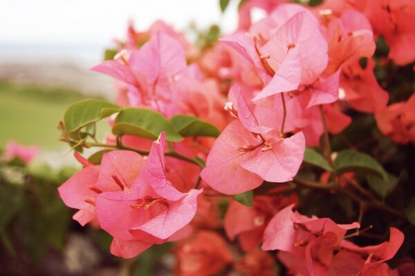 Beautiful pink flower leaf