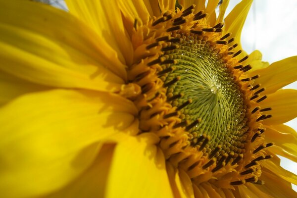 Fleur jaune filmé en mode macro