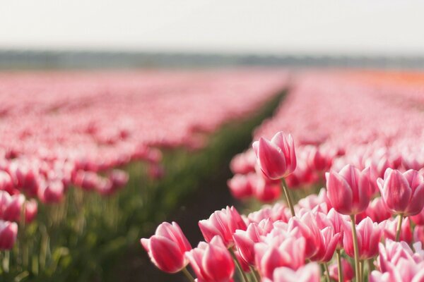 Das Feld der blühenden Tulpen ist verschwommen