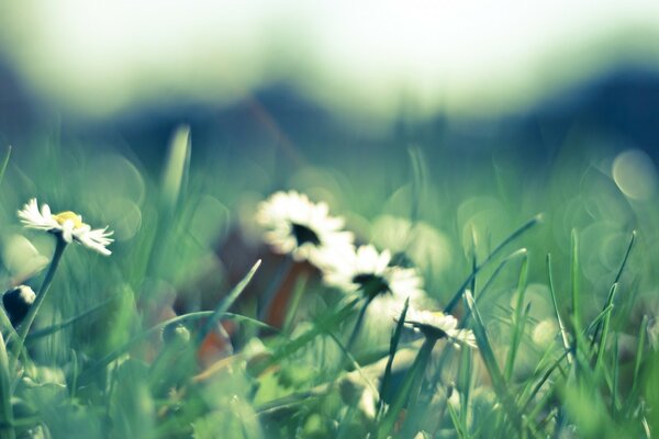 White daisies in the grass on the field