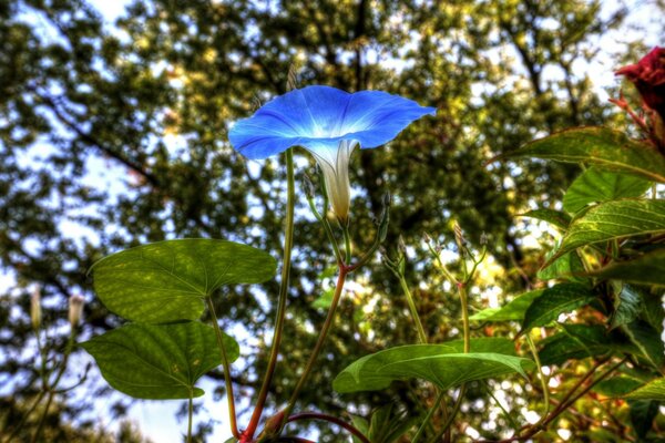 प्रकृति। नीला फूल। ग्रीष्मकालीन प्रकृति
