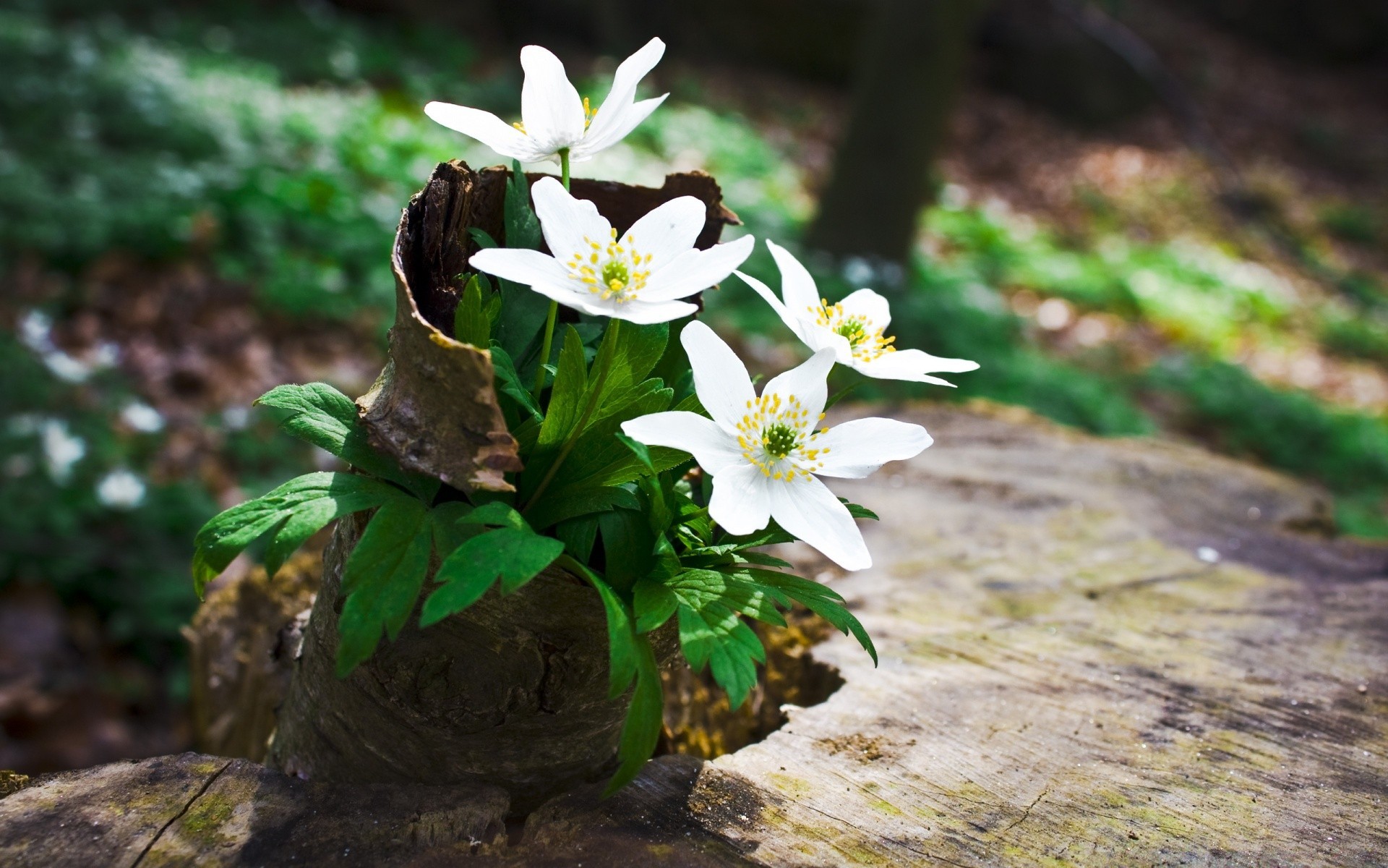 flowers nature leaf flower flora outdoors summer garden growth fair weather wood wild bright season petal blooming floral close-up