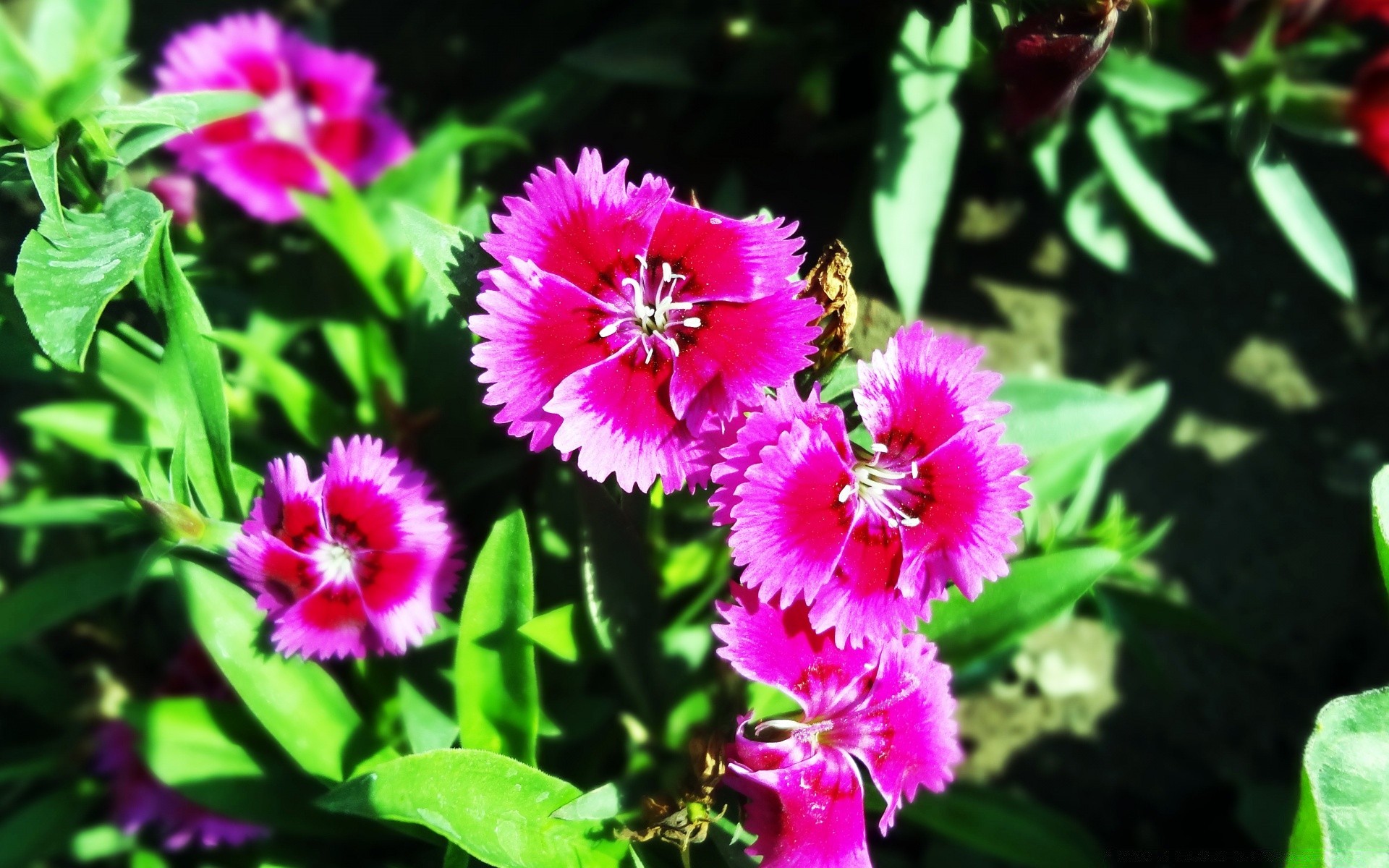 flowers nature flower flora leaf garden floral summer blooming petal bright outdoors park beautiful color growth close-up grass wild