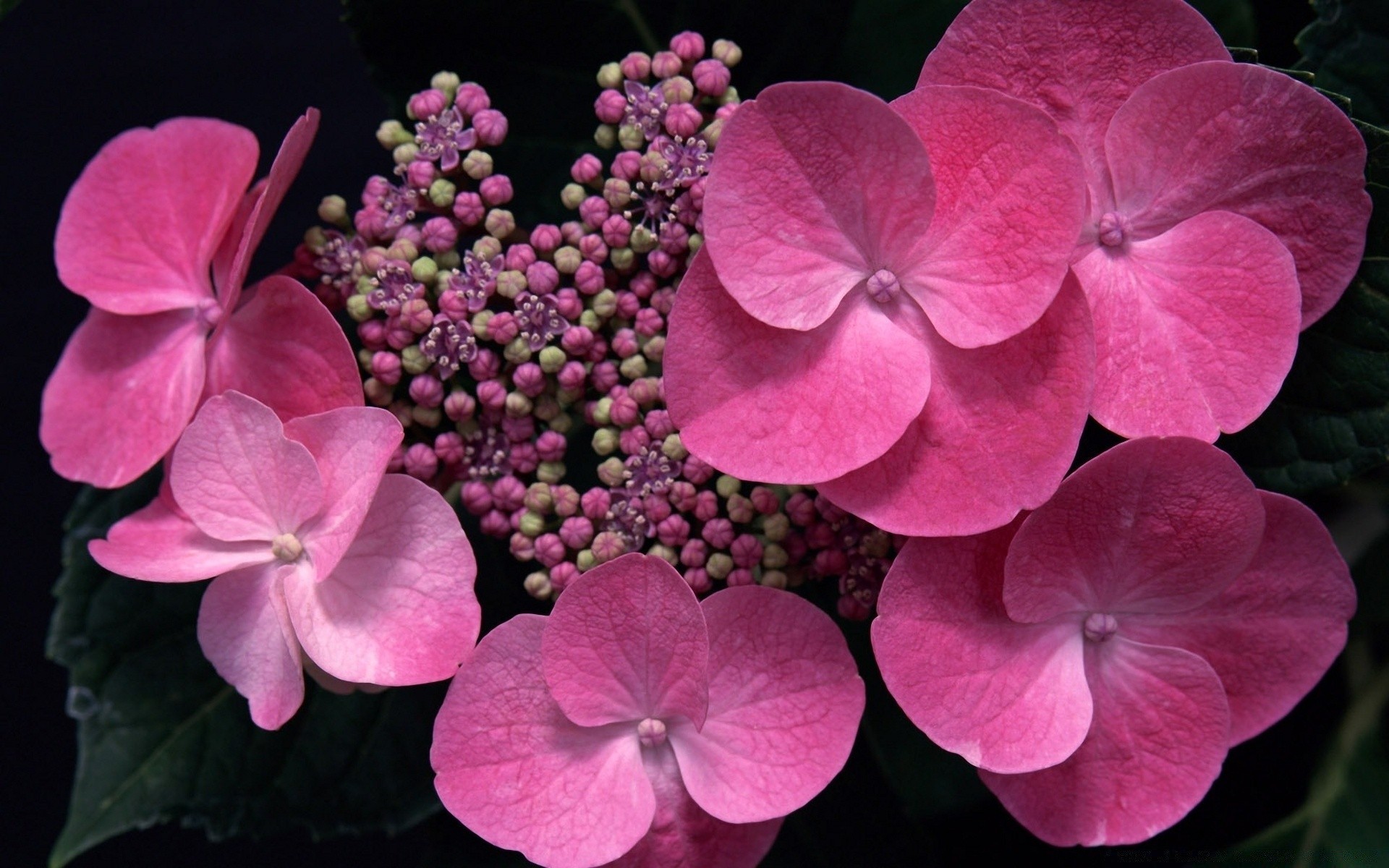 fleurs fleur nature flore jardin bluming couleur floral pétale été feuille gros plan lumineux belle botanique