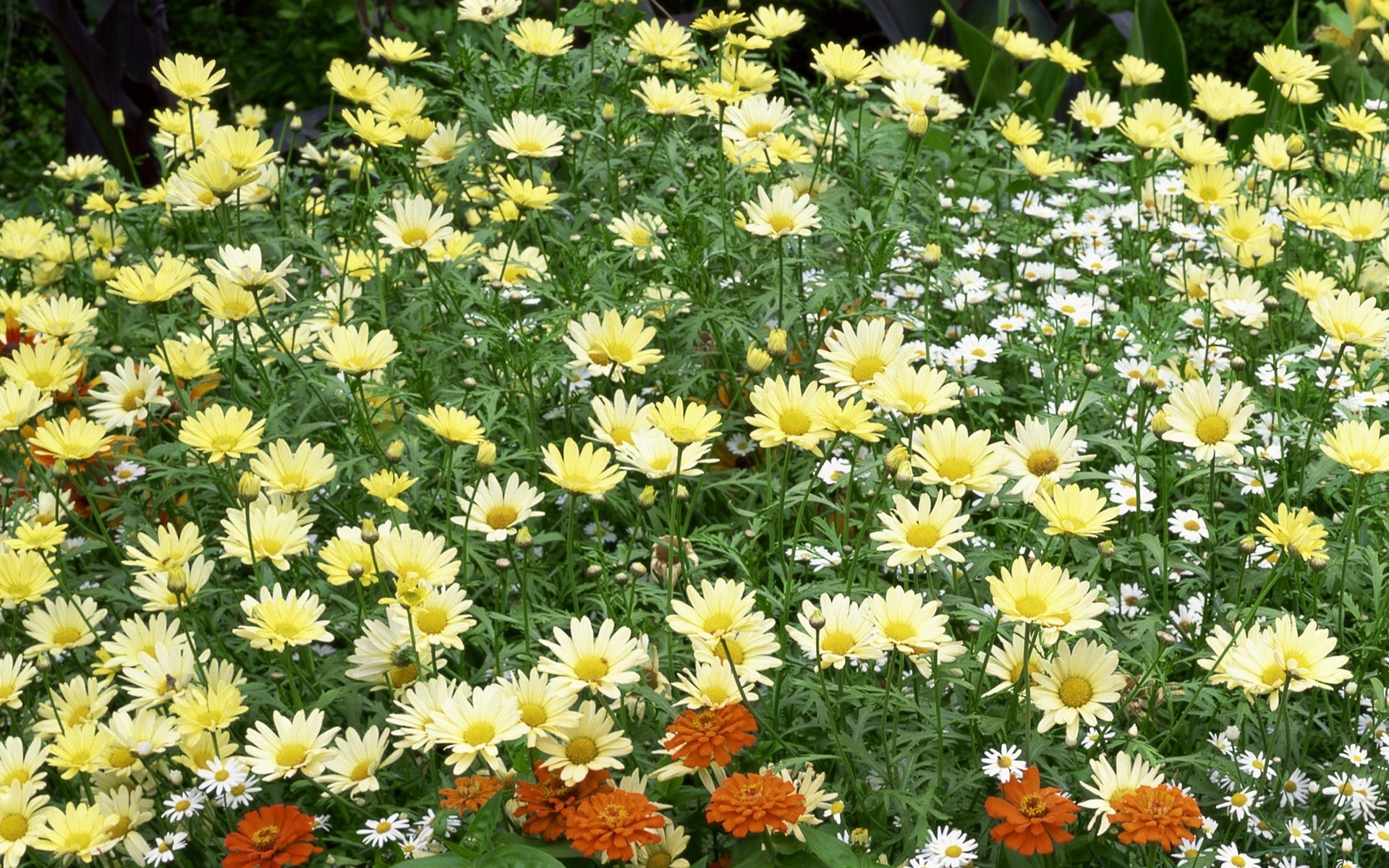 花 花 植物 自然 花 夏天 花园 花瓣 盛开 叶 颜色 田野 草 生长 干草 季节 明亮 阳光 草坪 美丽