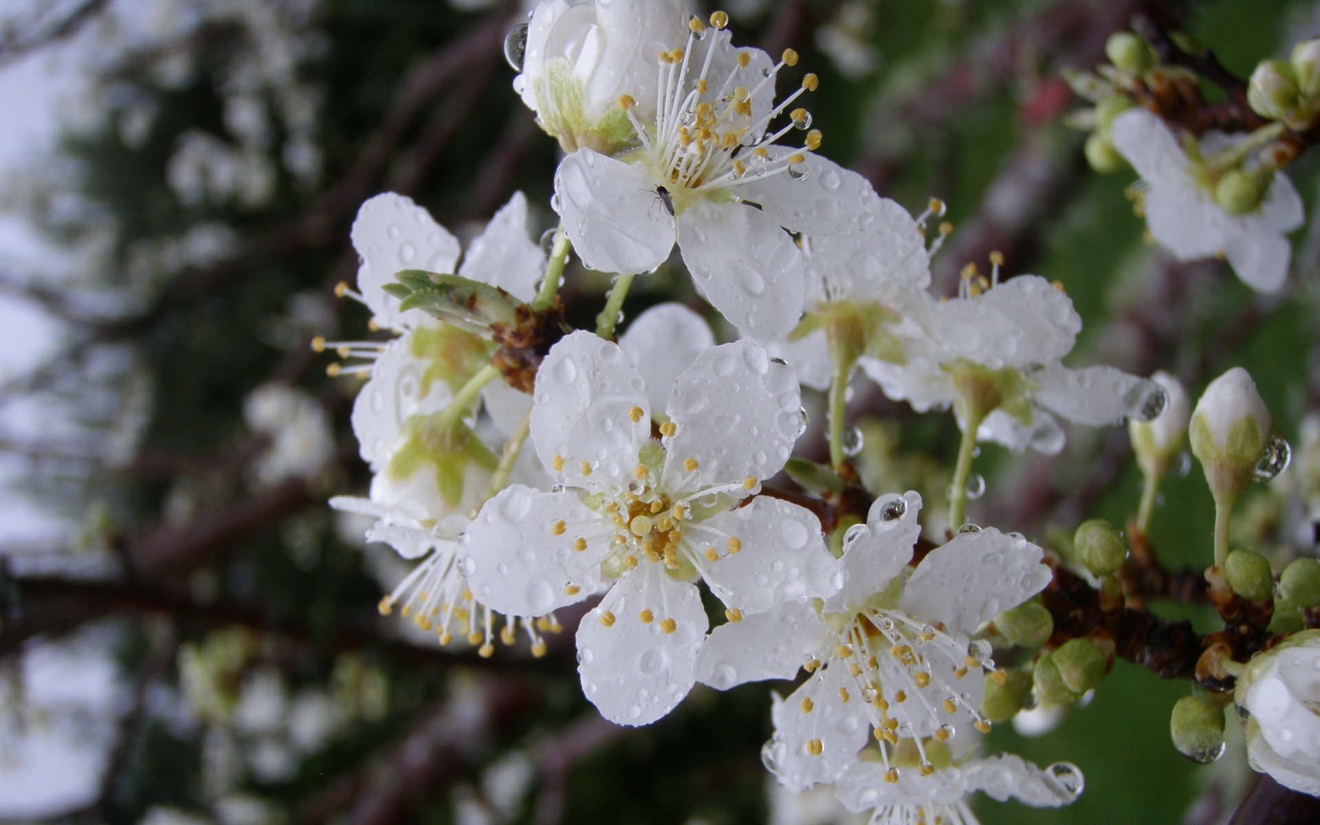 flowers flower cherry tree nature branch apple flora leaf bud blooming garden outdoors petal growth plum season floral color