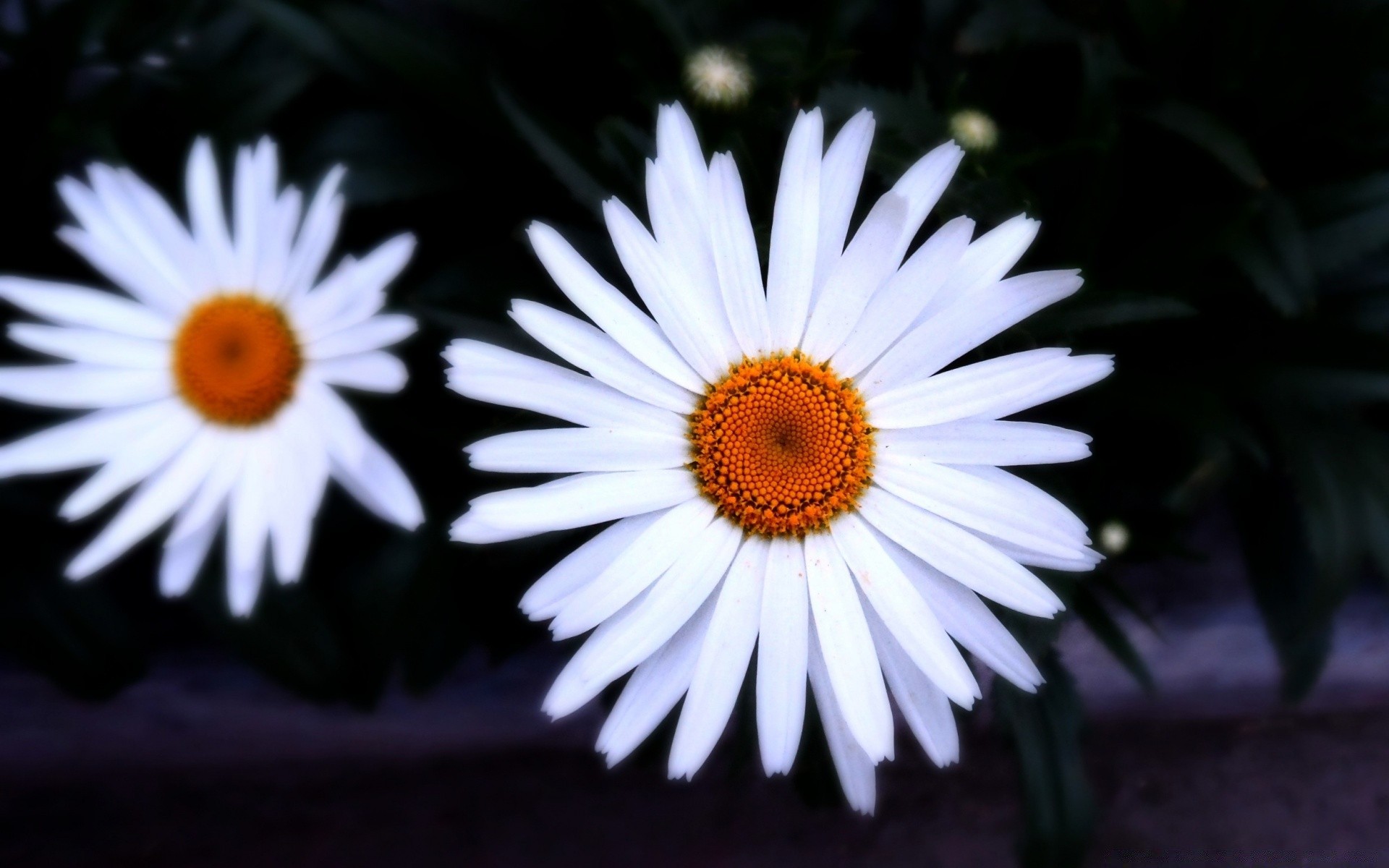 fleurs fleur nature flore bluming jardin pétale été