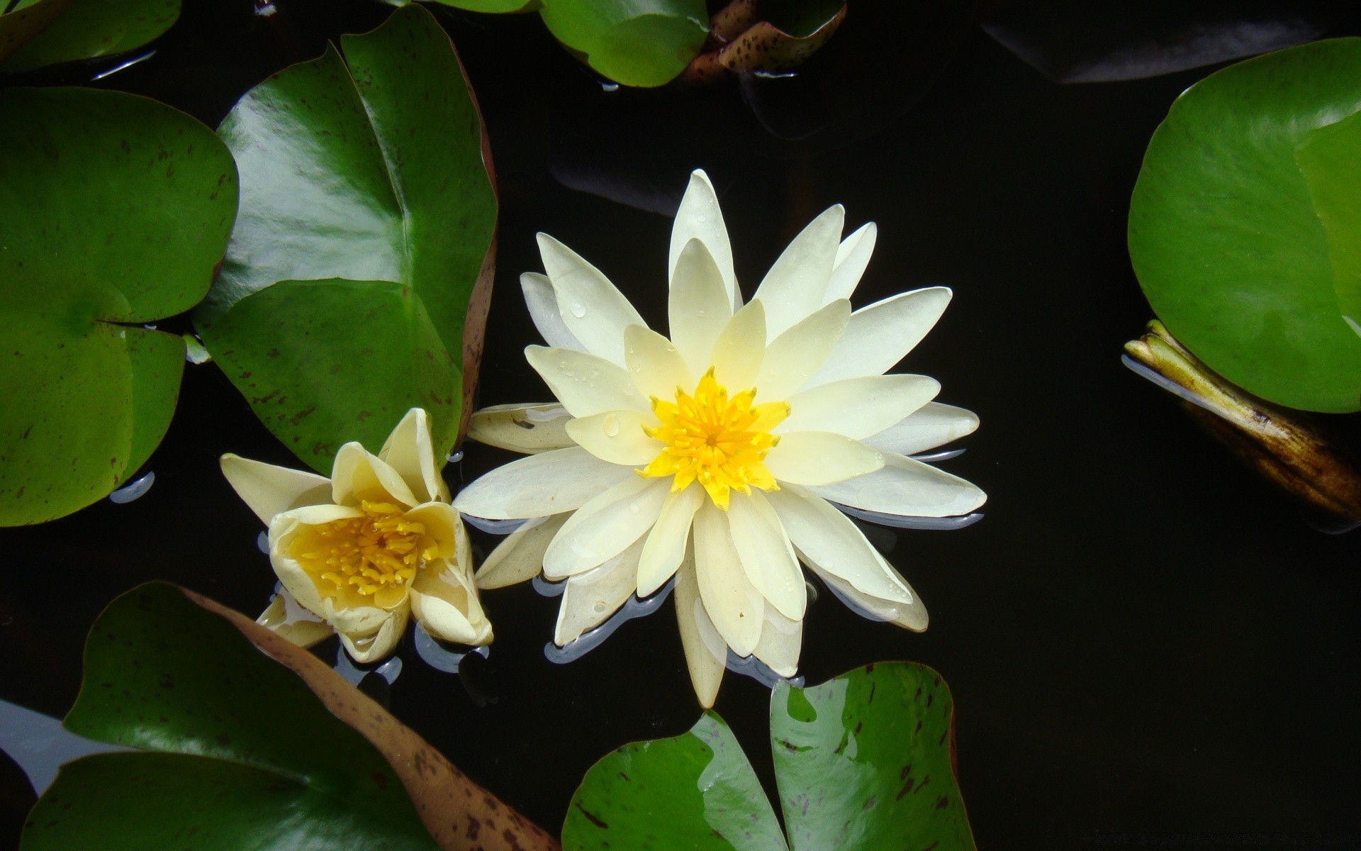 flowers lotus leaf pool lily flower tropical flora waterlily exotic nature aquatic swimming zen blooming meditation summer floral petal garden