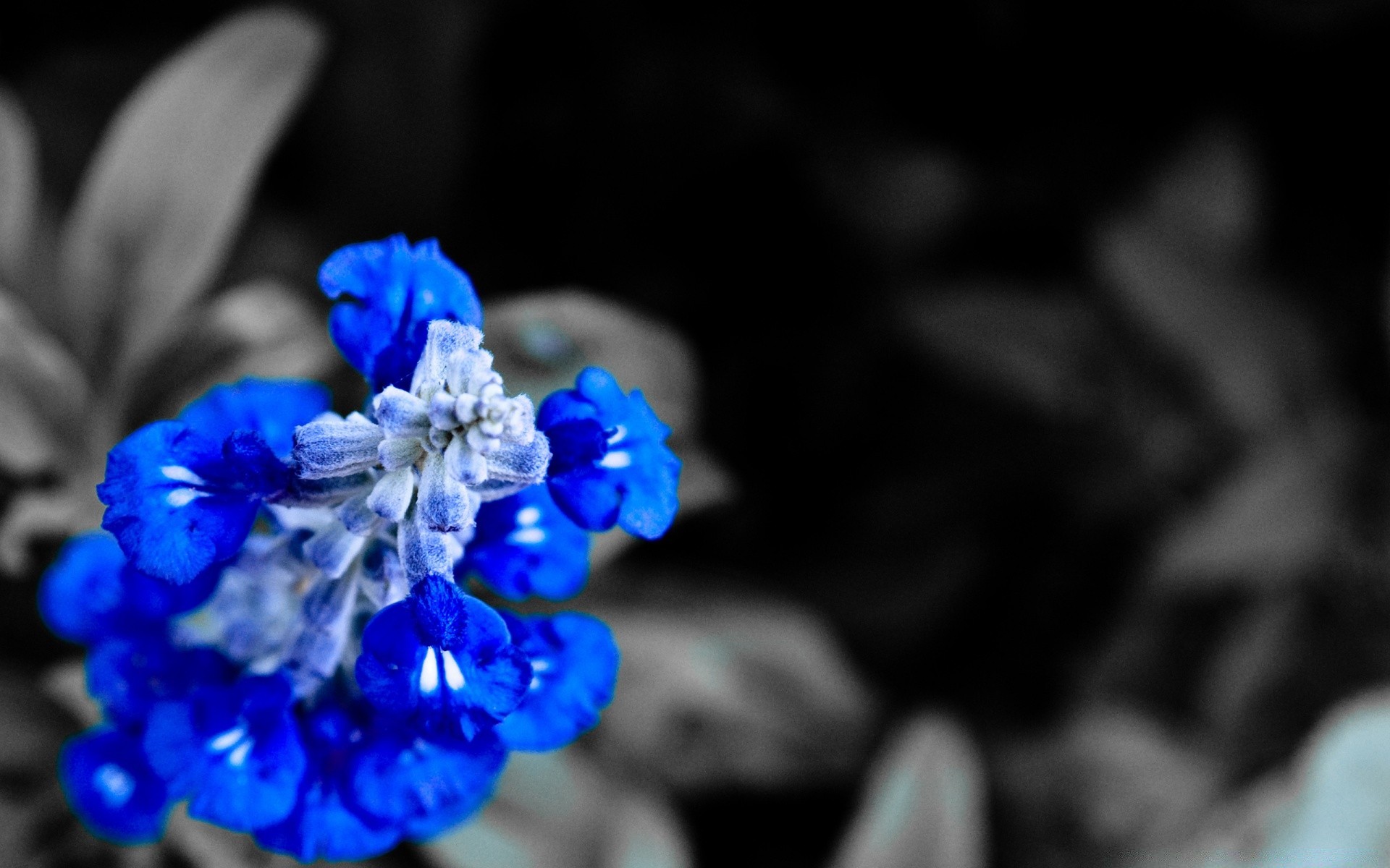 flowers flower nature color wedding blur flora close-up dof garden decoration still life leaf