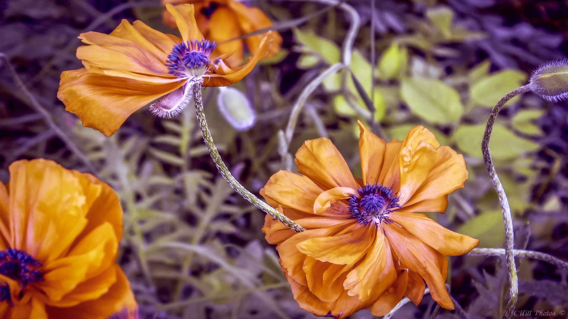 fleurs fleur nature flore floral feuille jardin pétale bluming belle couleur lumineux été gros plan saison à l extérieur décoration botanique croissance