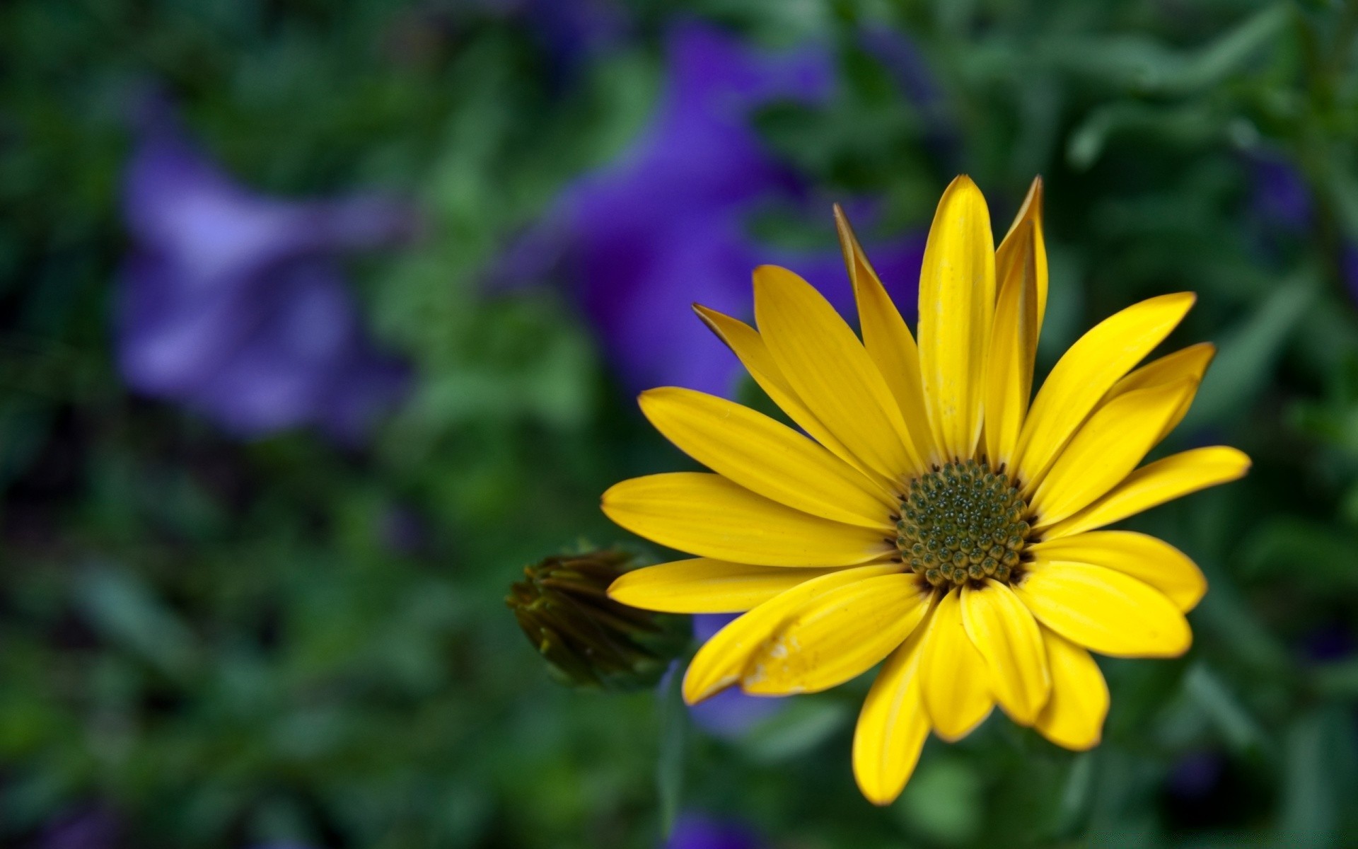 blumen blume natur flora sommer garten blütenblatt blühen hell blumen im freien blatt wachstum farbe