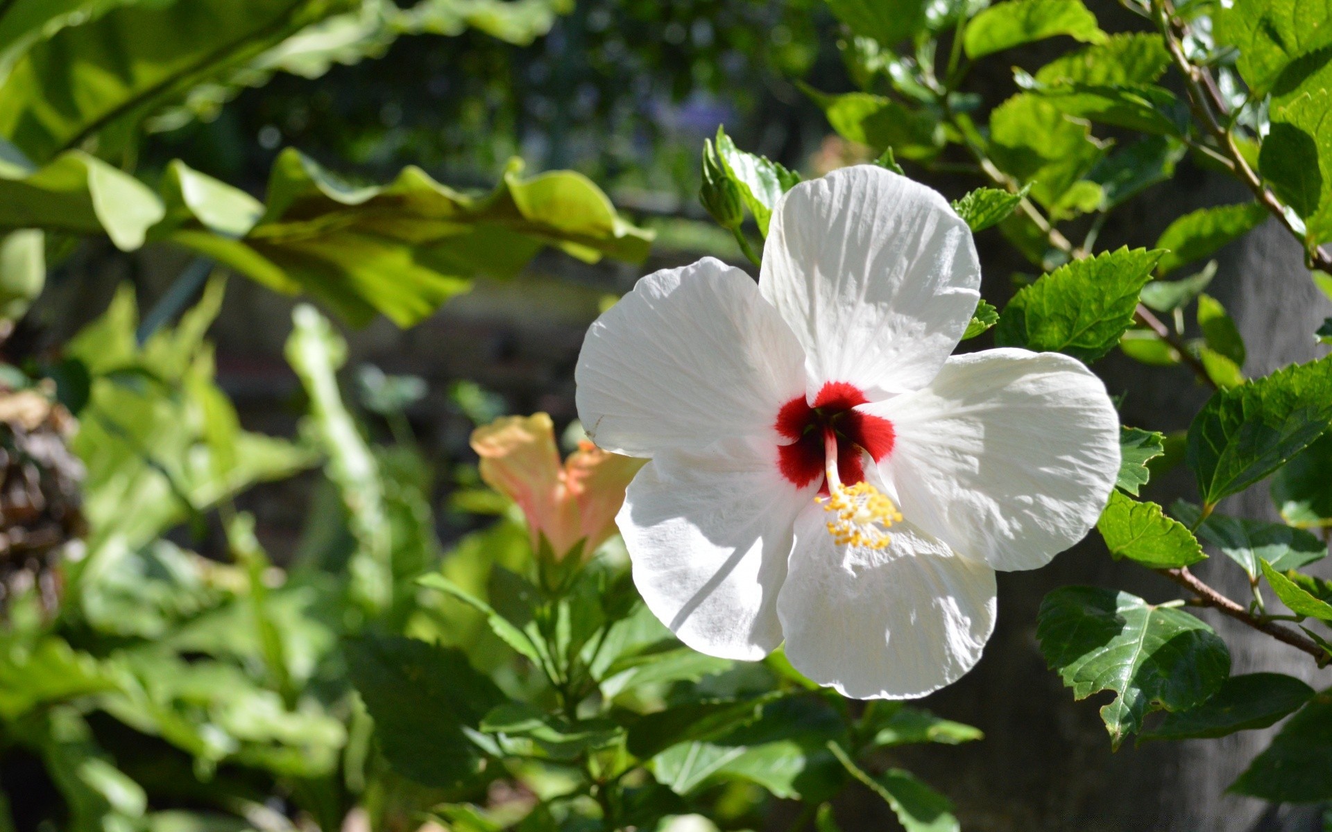 flowers flora flower nature leaf garden blooming floral summer close-up petal growth tree shrub outdoors season color beautiful tropical bright