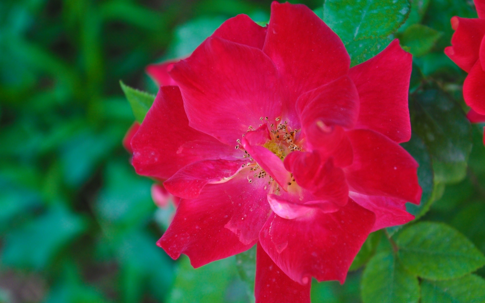 fiori natura fiore foglia flora giardino estate fioritura all aperto vivid rose close-up petalo di colore floreale bella crescita stagione