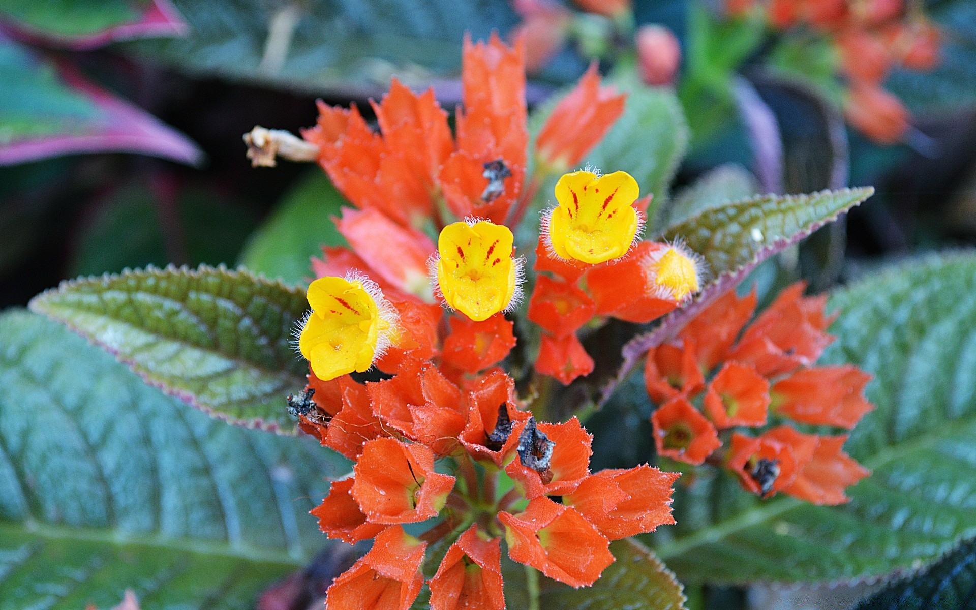 fleurs feuille nature fleur flore jardin saison couleur été à l extérieur floral pétale bluming lumineux croissance