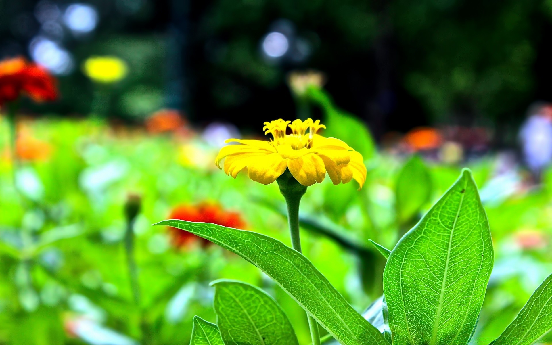 fleurs nature feuille été flore jardin fleur croissance à l extérieur environnement herbe beau temps lumineux couleur gros plan champ