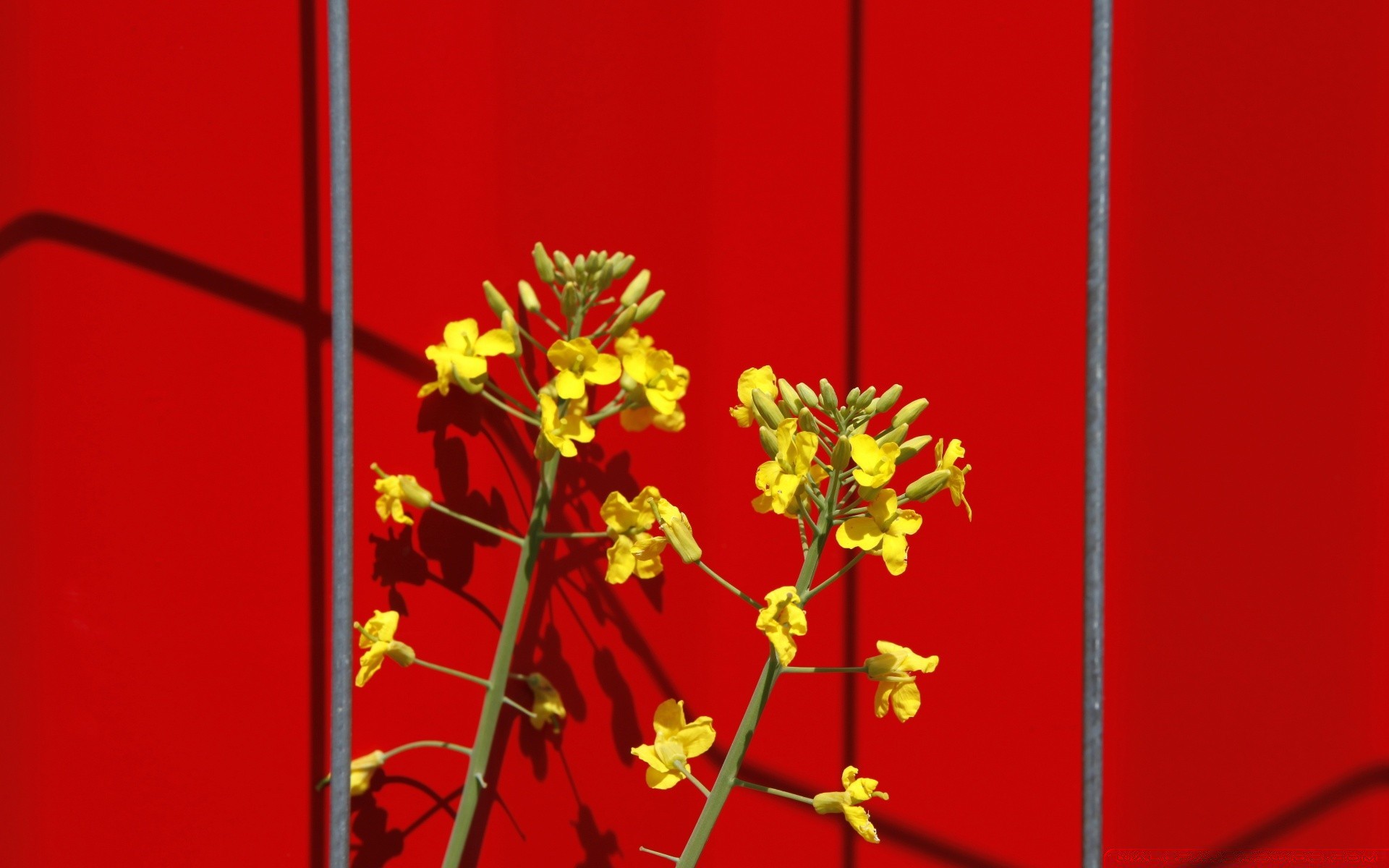 kwiaty kwiat dekoracja natura jasny flora wakacje liść lato