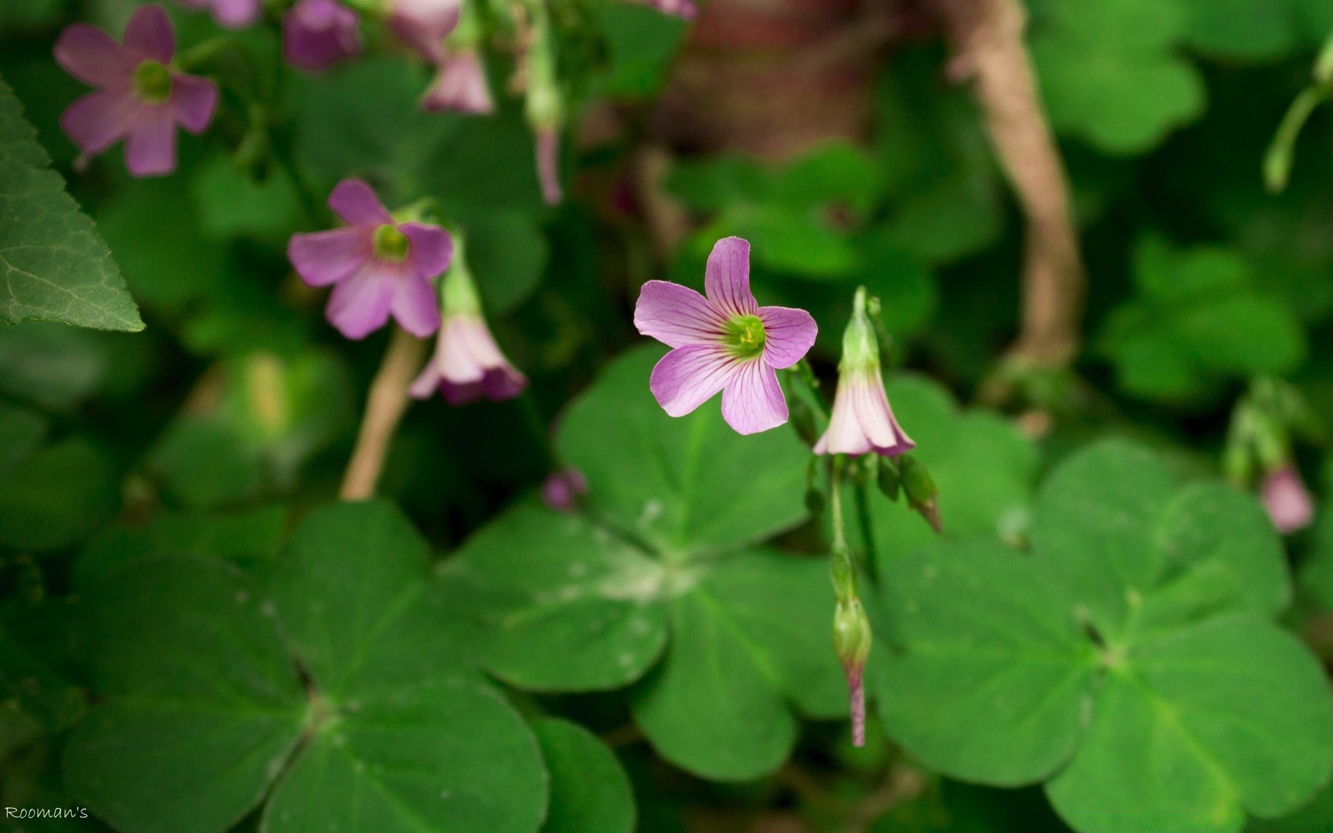 blumen klee blatt natur blume flora im freien garten sommer wachstum gras schließen blühen