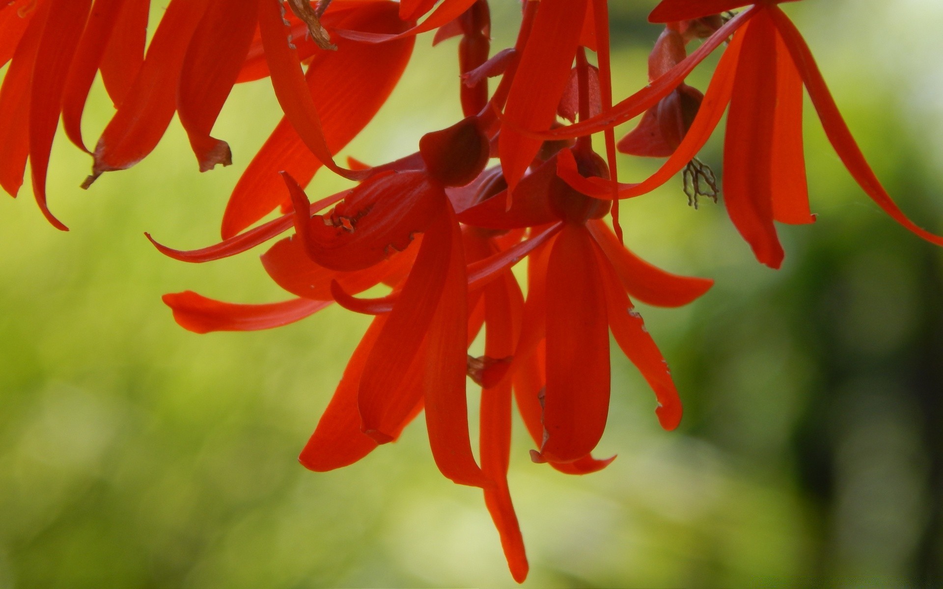 kwiaty natura jasny sezon flora liść drzewa kolor wiszący kwiat lato dekoracja zewnętrzna