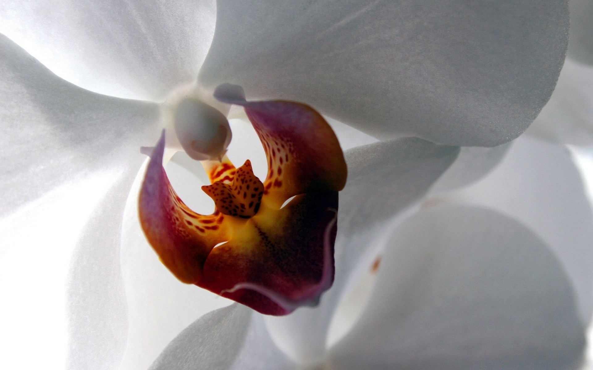 flores flor orquídeas natureza flora elegante blooming romance bela pétala phalaenopsis casamento cor delicada casca exóticas amor romântico floral botânico brilhante