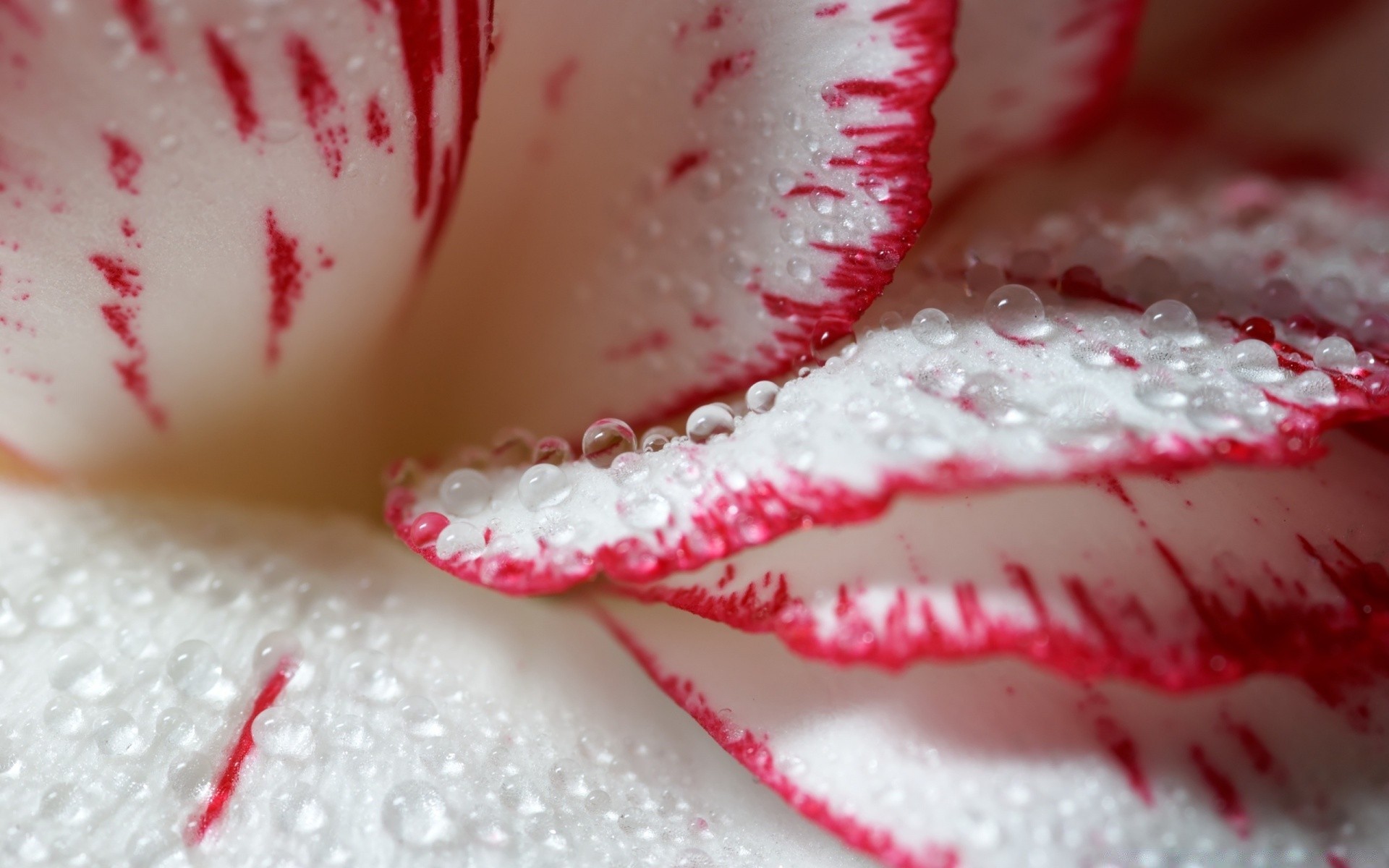 flowers sweet sugar winter food snow candy confection christmas ice delicious cream strawberry