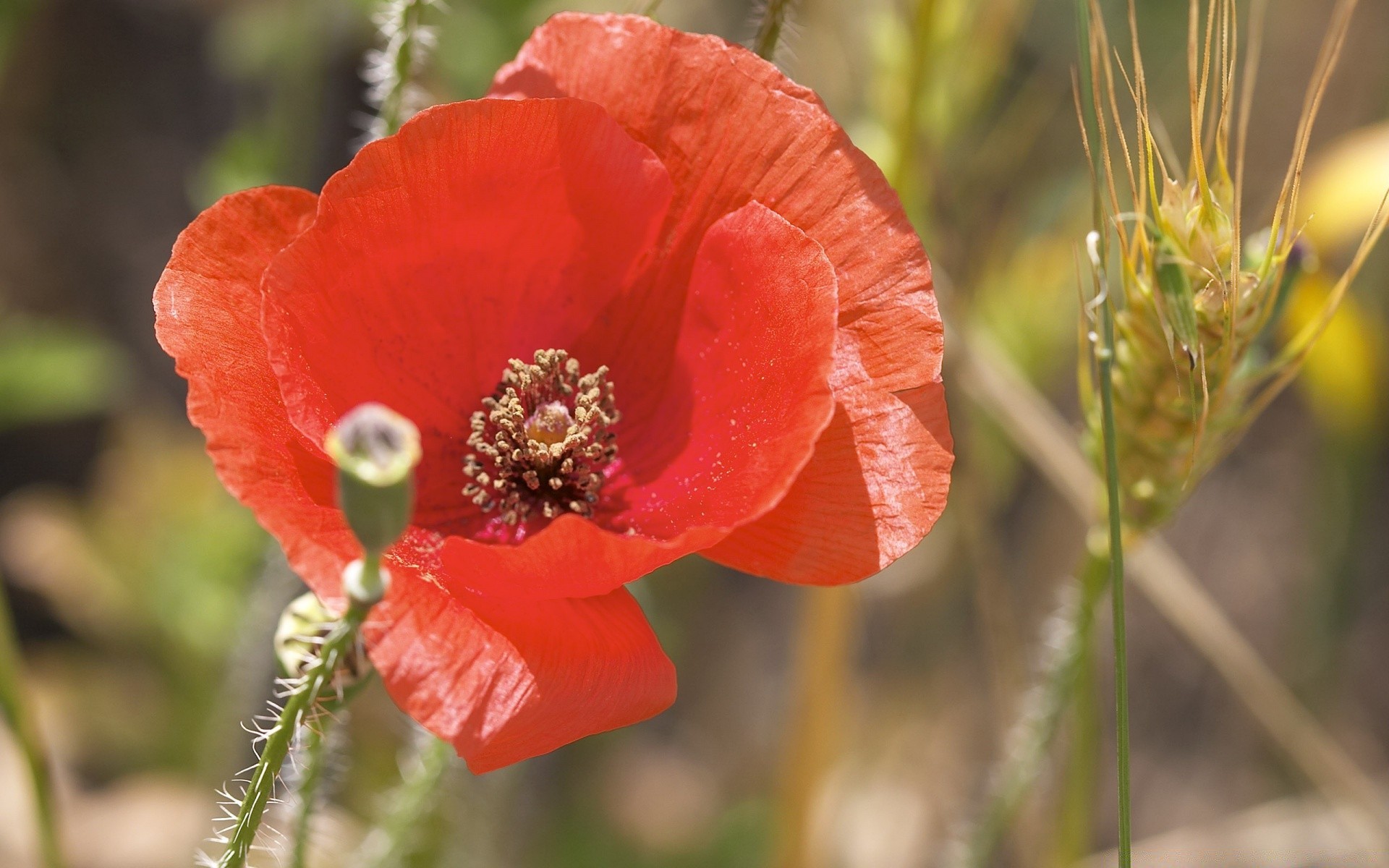 flores poppy flor natureza flora selvagem folha ao ar livre verão jardim blooming crescimento