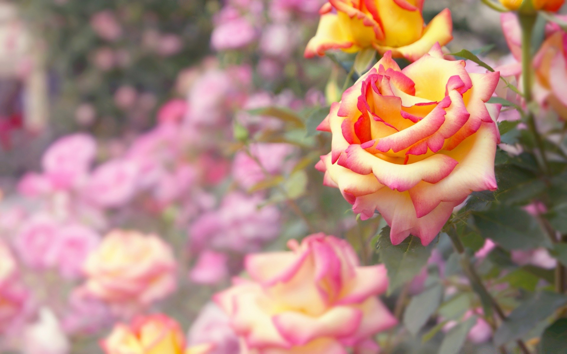 flowers flower nature garden flora color rose summer petal leaf floral blooming close-up beautiful season bright romantic romance outdoors bouquet