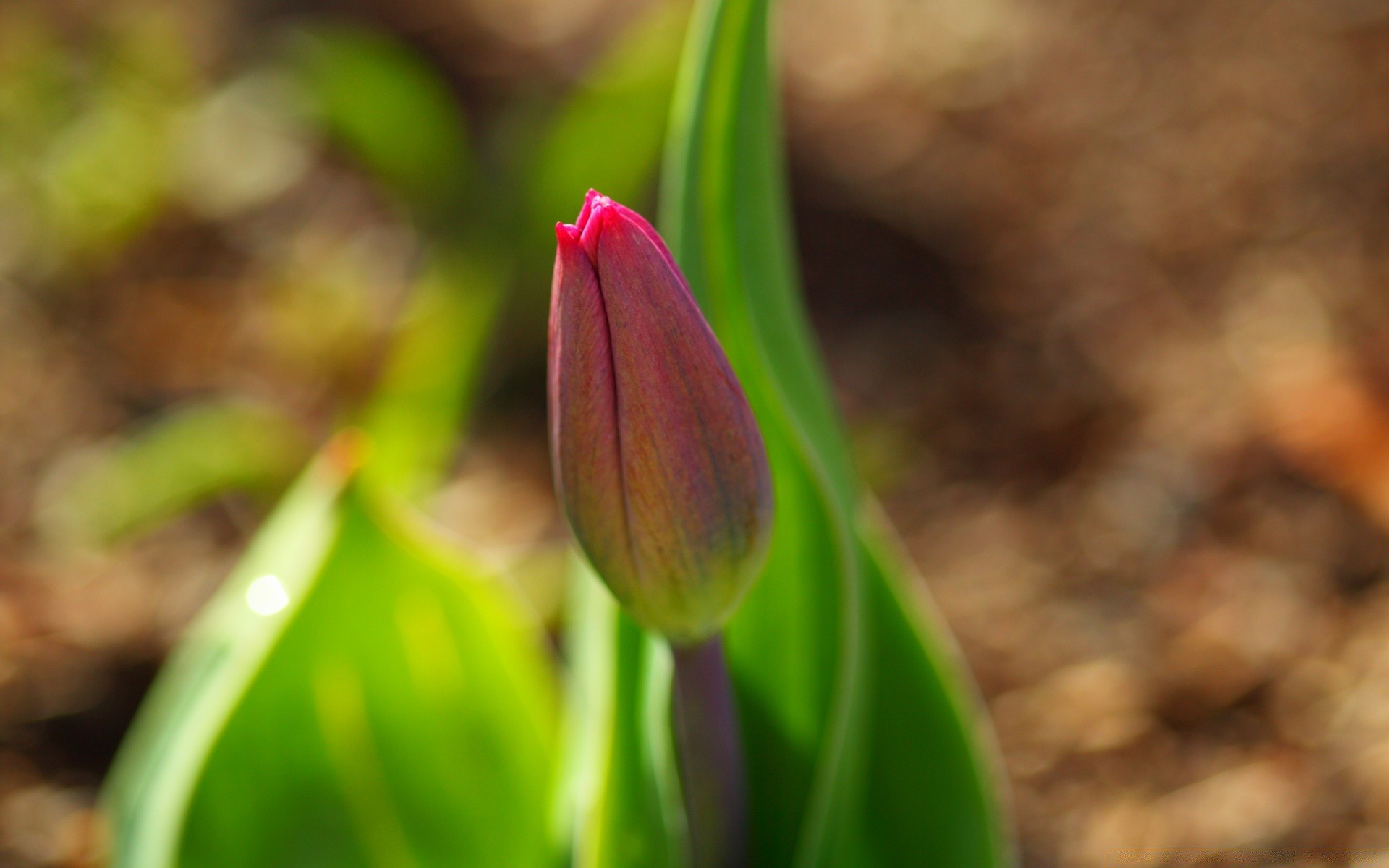 kwiaty natura kwiat liść flora ogród wzrost na zewnątrz wielkanoc tulipan jasny kolor lato sezon zbliżenie