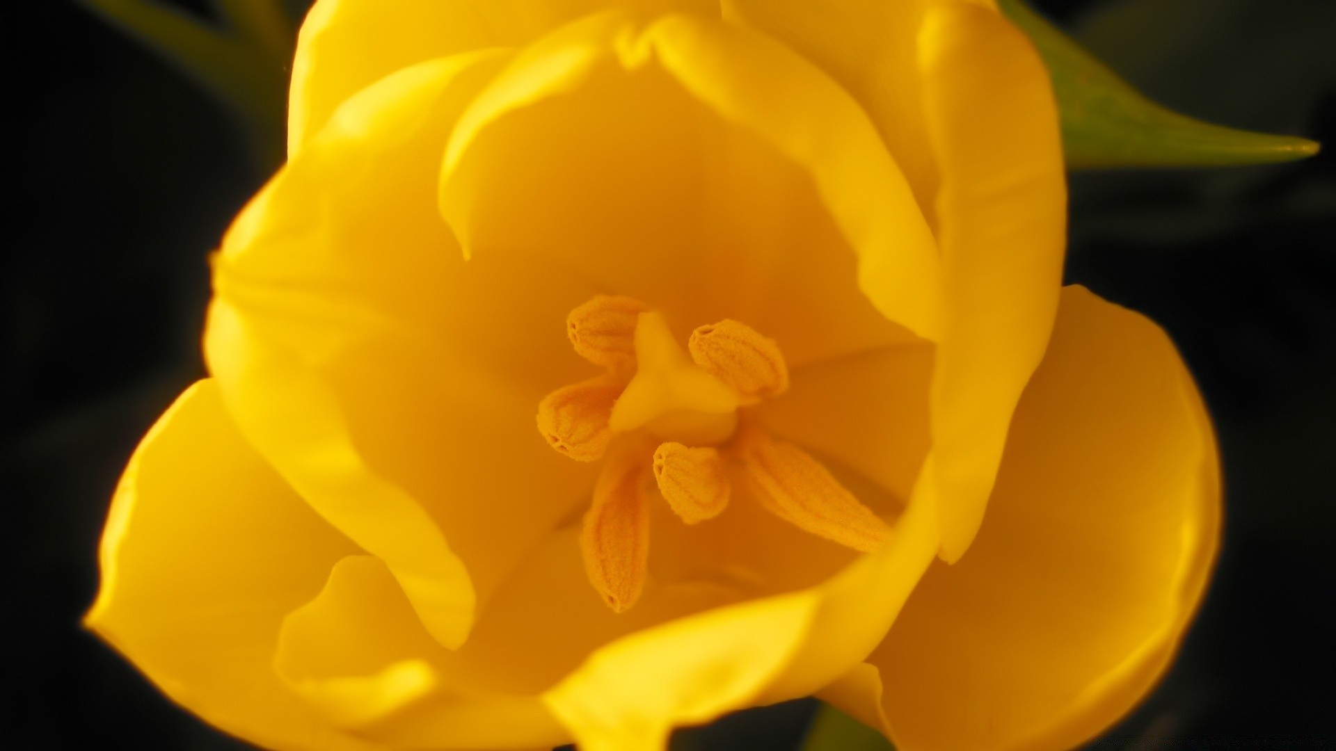 çiçekler çiçek doğa parlak flora lale yaprak renk paskalya güzel nergis bulanıklık yaz petal bahçe çiçek nergis büyüme