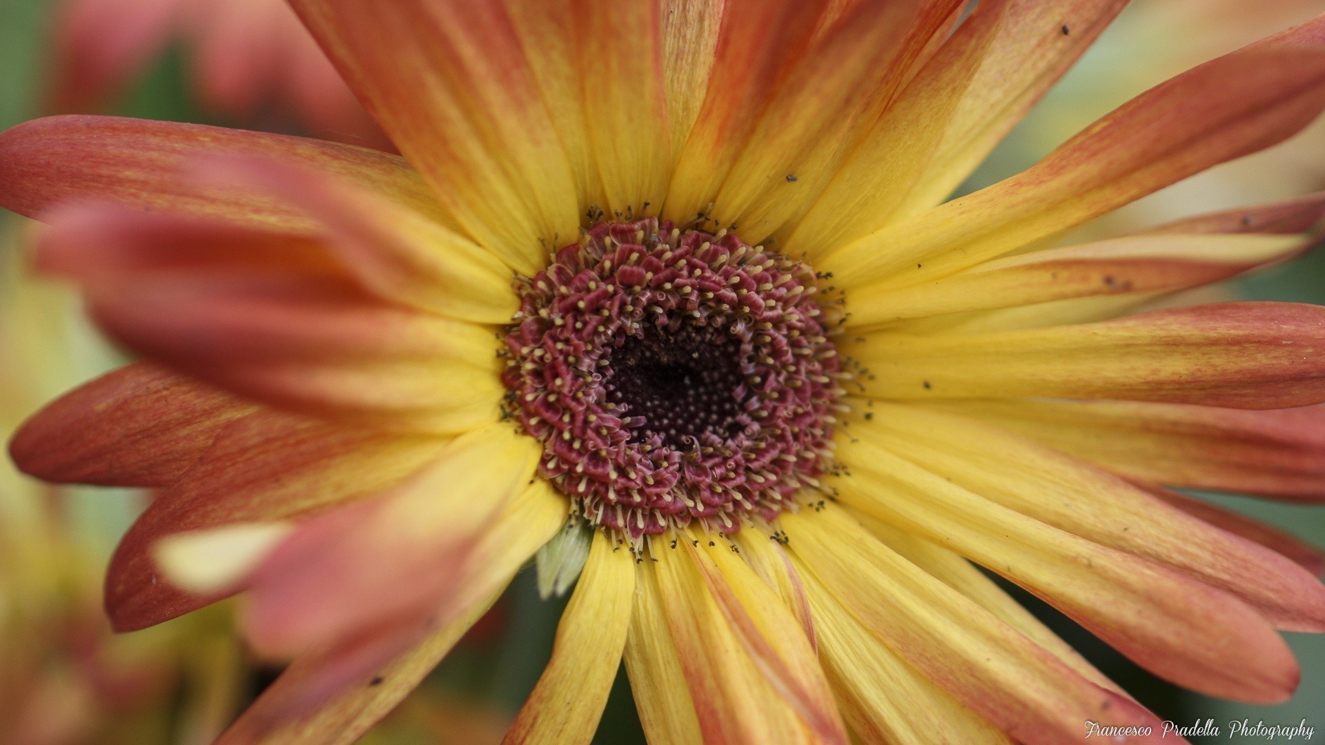 fleurs nature fleur flore été lumineux couleur jardin belle pétale gros plan bluming croissance feuille